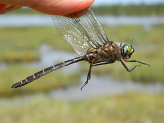 Somatochlora cingulata