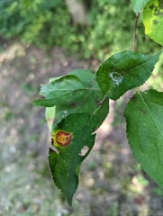 Gymnosporangium sabinae