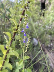Salvia polystachia