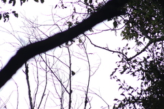 Ptiliogonys cinereus