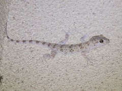 Tenuidactylus caspius
