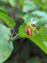 Gymnosporangium sabinae