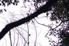 Ptiliogonys cinereus