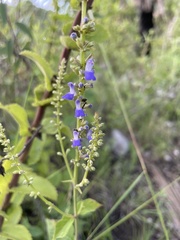 Salvia polystachia
