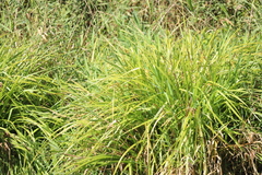 Carex comosa