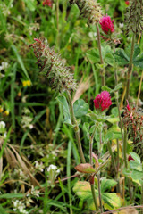 Trifolium incarnatum