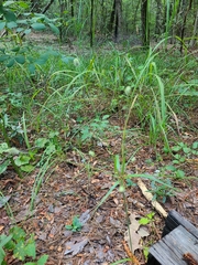 Cyperus plukenetii