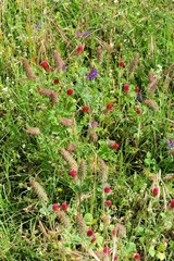 Trifolium incarnatum