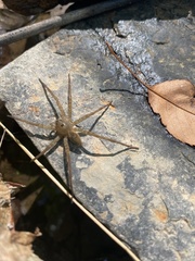 Dolomedes vittatus