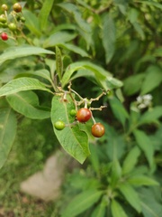 Solanum pubigerum