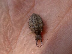 Distoleon tetragrammicus