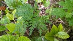 Conioselinum gmelinii