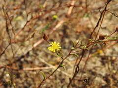 Pulicaria paludosa