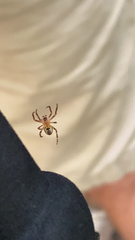 Araniella displicata