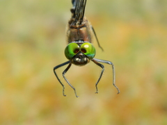 Somatochlora cingulata
