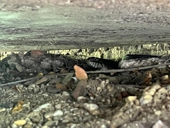 Nerodia erythrogaster