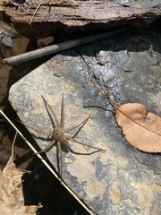 Dolomedes vittatus