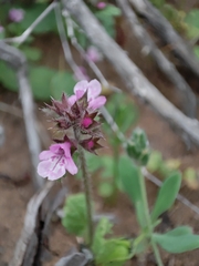Stachys grandidentata