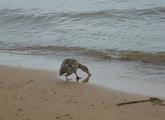 Anas platyrhynchos