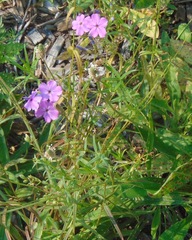 Phlox glaberrima interior