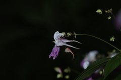 Impatiens balfourii