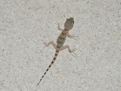 Tenuidactylus caspius
