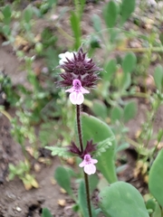 Stachys grandidentata