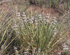 Monarda pectinata
