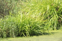 Carex comosa