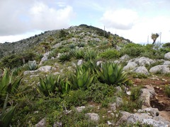 Agave atrovirens