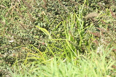 Carex comosa