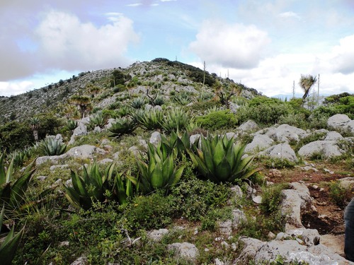 Image of Agave atrovirens by (c) M. Socorro González Elizondo, some rights reserved (CC BY-SA)
