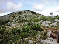 Agave atrovirens