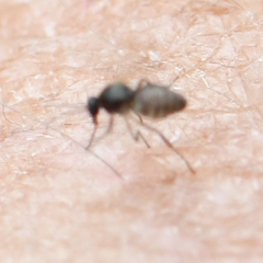 Chironomoidea
