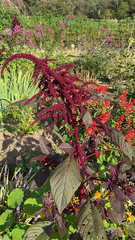 Amaranthus cruentus