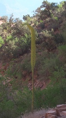 Agave utahensis kaibabensis