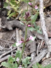 Stachys grandidentata