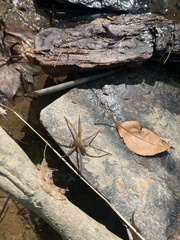 Dolomedes vittatus
