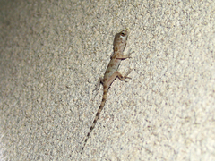 Tenuidactylus caspius