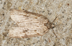Neoteristis paraphanes