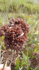 Juncus