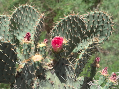 Opuntia engelmannii engelmannii