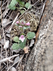 Stachys grandidentata
