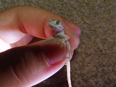 Tenuidactylus caspius