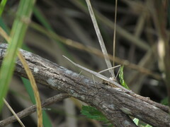 Tetanorhynchini