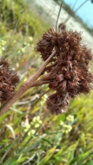 Juncus