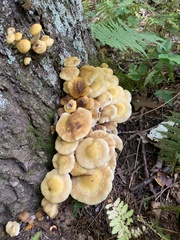 Armillaria mellea