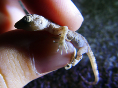 Tenuidactylus caspius