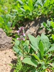 Stachys grandidentata