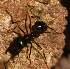 Veromessor pergandei